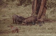 Udawalawe Safari & Waulpane Caving day tour from Colombo