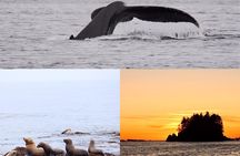Whale watching & sightseeing tour in Ucluelet, Vancouver Island 