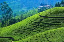 From kandy: Nuwara Eliya Private Day tour with Ambuluwawa Tower