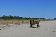 12 Days Tour Namibia In Plus | Self Drive Lodge