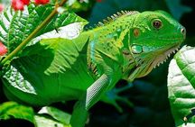 Manu Jungle Tour (3 Days)