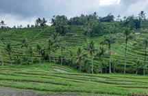 Jatiluwih Rice Terrace & Tanah Lot Tours
