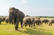 Minneriya Elephant Safari With Sigiriya Rock & Dambulla Cave Temples (Full Day)
