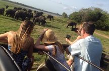 Minneriya Elephant Safari With Sigiriya Rock & Dambulla Cave Temples (Full Day)