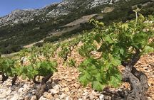 Classic Tour with Wine Tastings from Dubrovnik