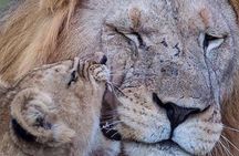 4 days Tarangire, Serengeti & Ngorongoro