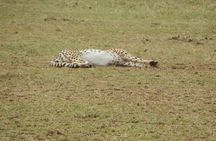 4 days Tarangire, Serengeti & Ngorongoro