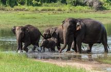 Wasgamuwa National Park | Private Safari