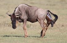 3 Days Tarangire, Ngorongoro Craeter & Lake Manyara