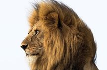 3 Days Tarangire, Ngorongoro Craeter & Lake Manyara