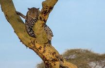 3 Days Tarangire, Ngorongoro Craeter & Lake Manyara