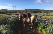 2 hours Private Horse Riding to Lake Hafravatn, Reykjavík - Mos