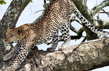 2 Day: Tarangire and Ngorongoro Crater