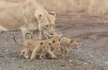 Luxury 5-Day Lesotho, Drakensberg & Safari Tour from Durban