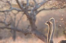 2 Day Zulu Safari Adventure from Durban