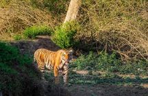 Bangalore to Mysore & Nagarhole National Park