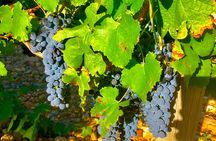 Provence Cru Wine Small-Group Half-Day Tour from Avignon