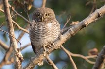 7 - Days Private Golden Triangle Tour with Bird Sanctuary