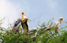 7 - Days Private Golden Triangle Tour with Bird Sanctuary