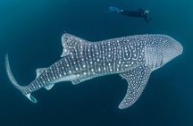 Whale Shark Watching with Sumilon Sandbar and Kawasan Falls Tour 