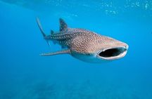 Whale Shark Watching with Sumilon Sandbar and Kawasan Falls Tour 