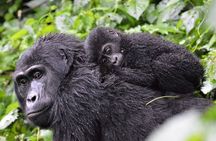 3-Day Gorilla Trekking Bunyonyi Mist Relaxation Safari
