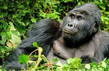 3-Day Gorilla Trekking Bunyonyi Mist Relaxation Safari