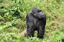 3-Day Gorilla Trekking Bunyonyi Mist Relaxation Safari