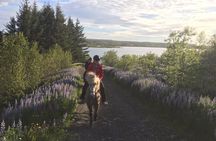 3 hour Private Horse Riding Tour in Mosfellsdalur