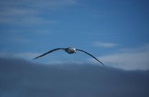 Sailing and Wildlife Tour Akaroa Fox II Sailing