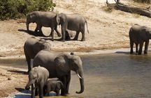 Chobe Day Trip from Livingstone