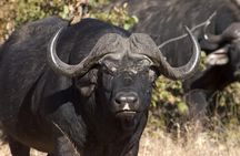 Chobe Day Trip from Livingstone