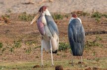 Chobe Day Trip from Livingstone