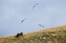 City to Sea Wildlife Cruise + Peninsula Bus Tour 