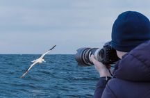 City to Sea Wildlife Cruise + Peninsula Bus Tour 
