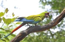 Half Day Birdwatching in Cerro Blanco from Guayaquil
