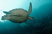 Nusa Penida Try Scuba Diving Program - for Non-Certified Divers