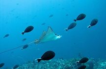 Nusa Penida Try Scuba Diving Program - for Non-Certified Divers