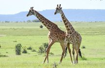 Classic Kenya Explore Safari 2022