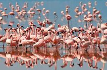 4 Day: Astonishing Group Safari
