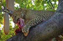 2 Days Ruaha National park