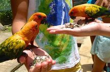 Eco Explorers Waterfall, Rainforest, local Shopping with lunch