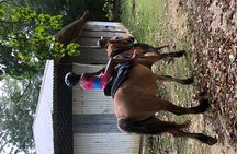 Customize Day Tour In Ochi (Horseback Riding,Rafting,Blue Hole, Dunns River )