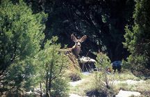 PRIVATE Sedona Jeep Tour 2-hour Colorado Plateau Beautiful Views