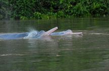 Amazon Discovery 4 Days and 3 Nights pacaya-samiria reserve