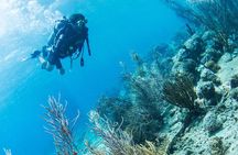 Introduction Shore Dive with Scubaçao (1 dive)
