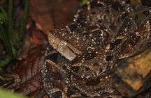 Manuel Antonio Jungle Night Tour with pick up included