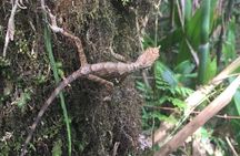 Exclusive knuckles Camping Tour from kandy