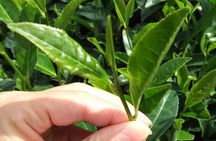 Matcha Green Tea Plantation and Matcha Factory Visit