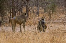 2 Day: Tarangire and Ngorongoro Crater